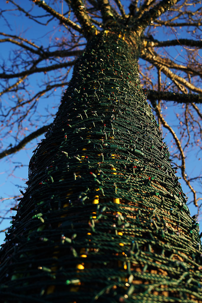 The Crossing Magic Tree stands unlit